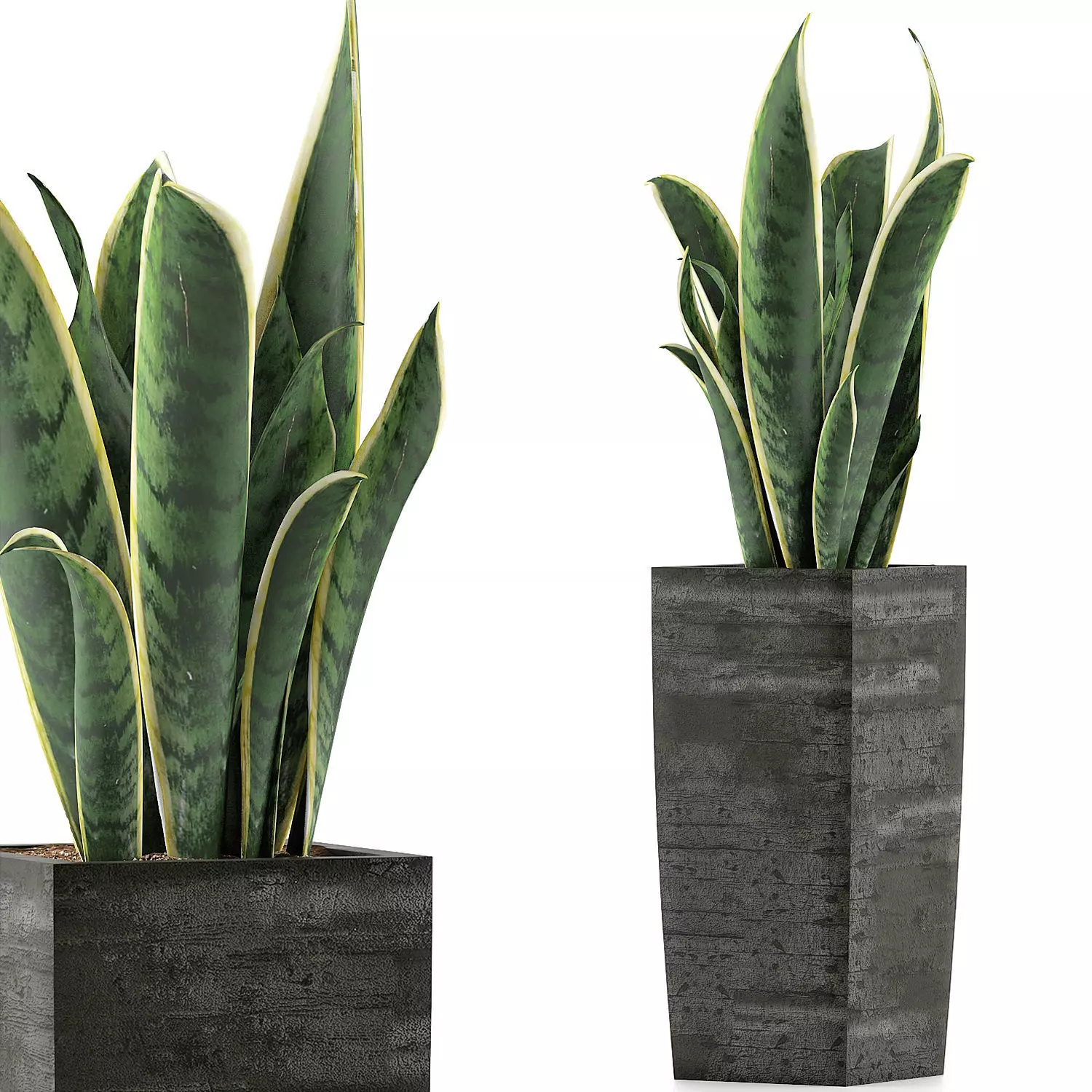 Plants Collection 100 3D model_0