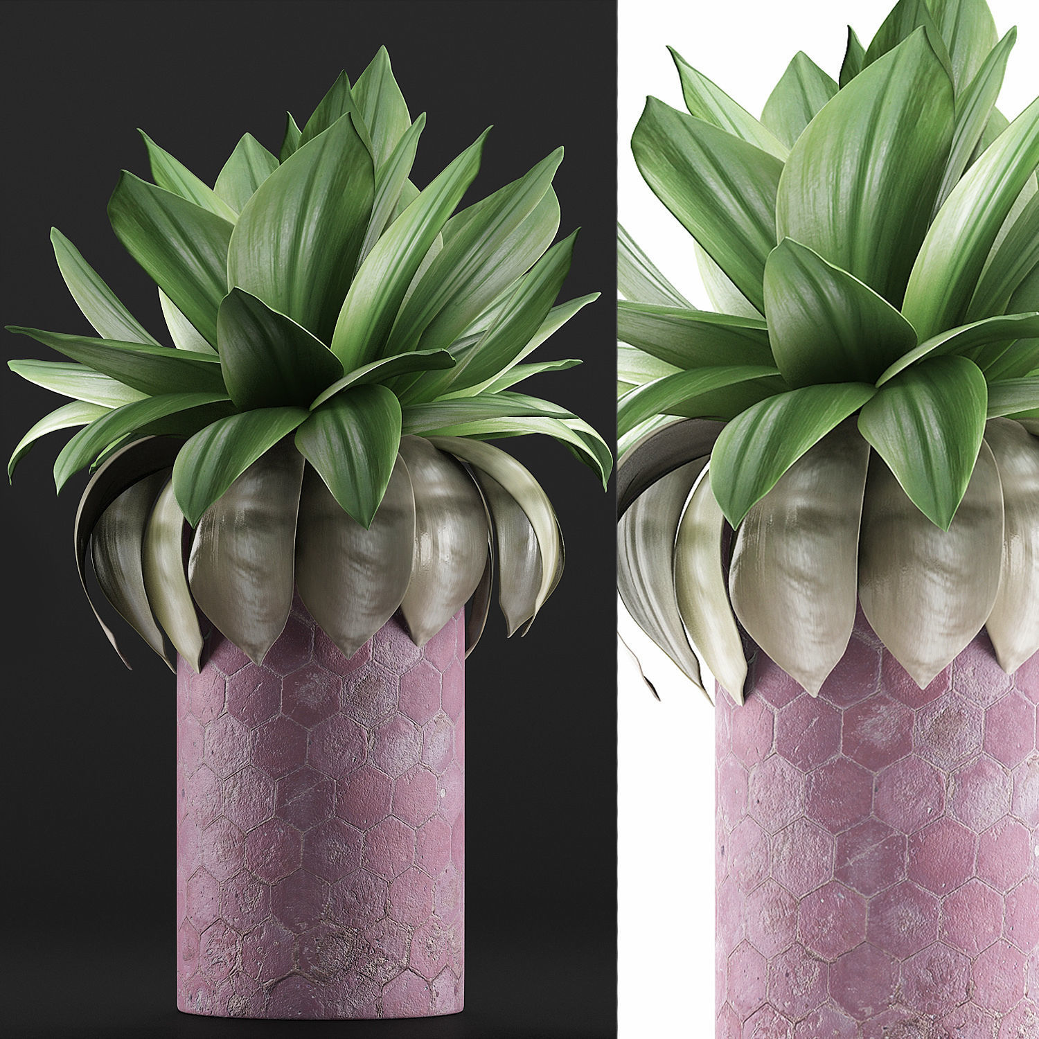 Plants Collection 101 3D model_3