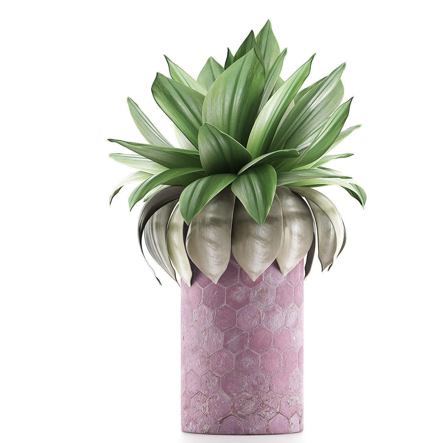 Plants Collection 101 3D model_1