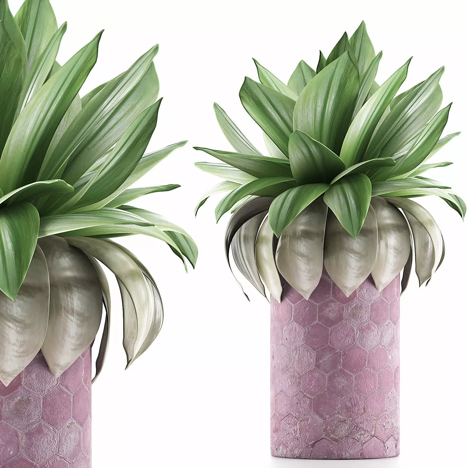 Plants Collection 101 3D model_0