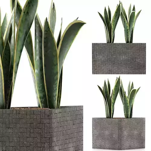 Plants Collection 103 3D model