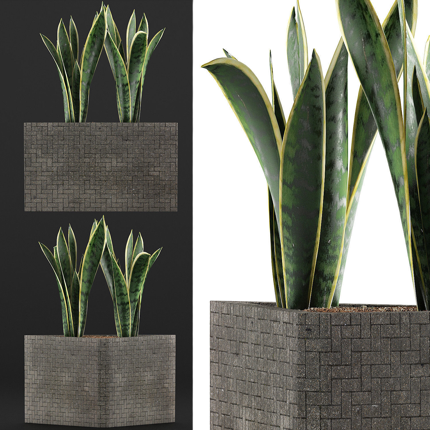 Plants Collection 103 3D model_3