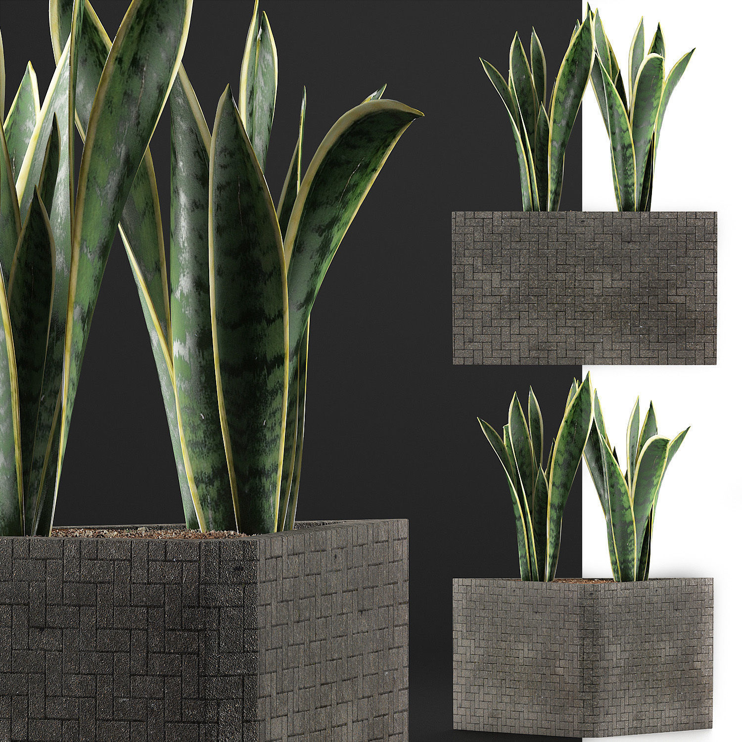 Plants Collection 103 3D model_5