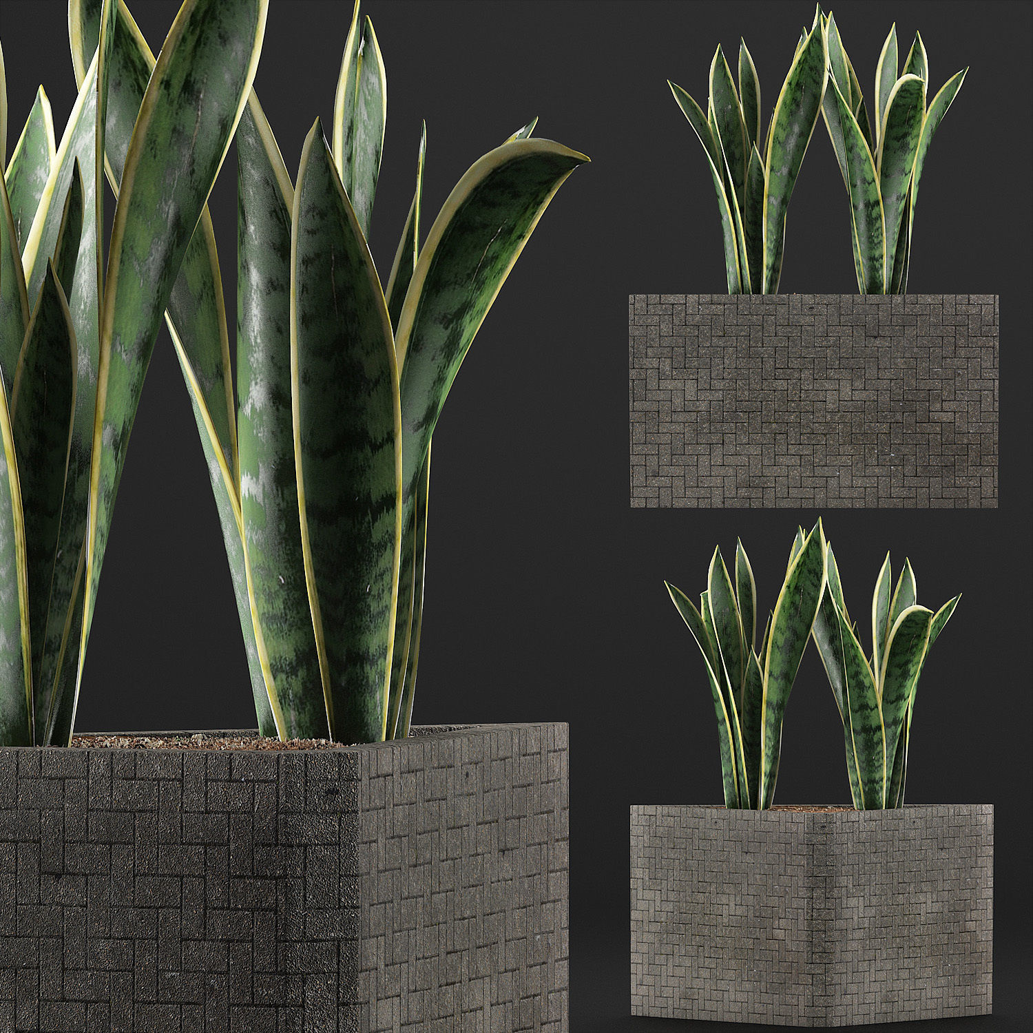 Plants Collection 103 3D model_2