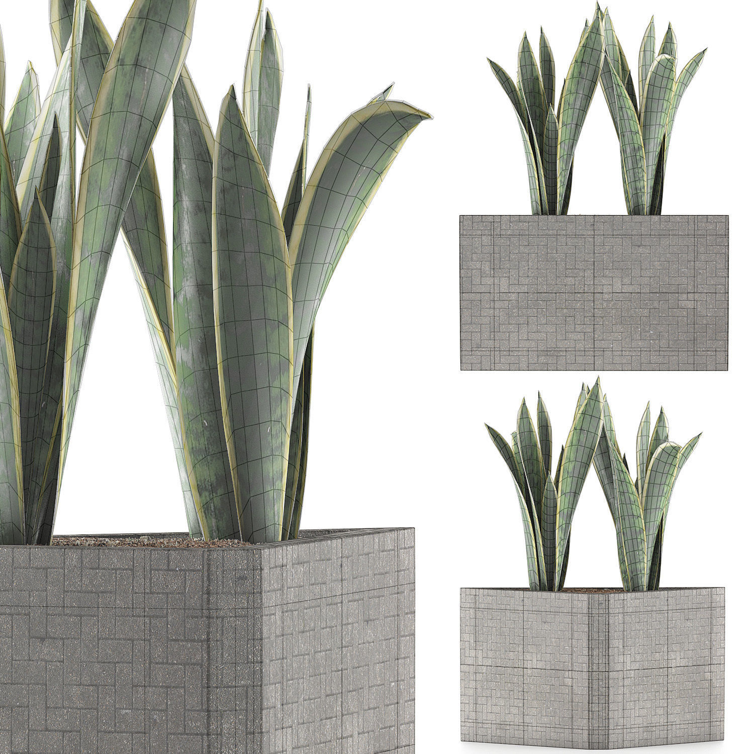 Plants Collection 103 3D model_6