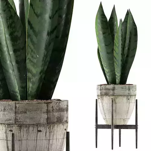 Plants Collection 104 3D model
