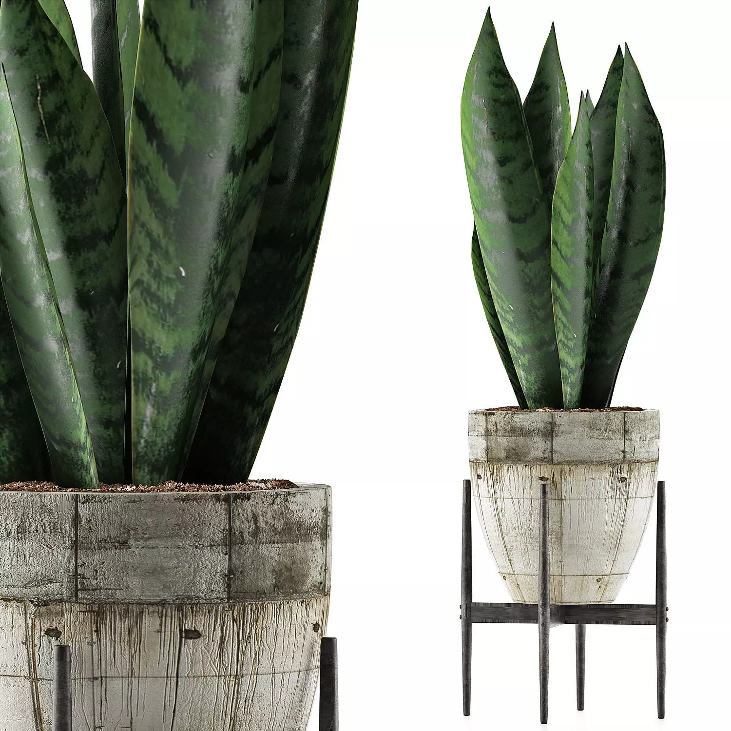 Plants Collection 104 3D model_0