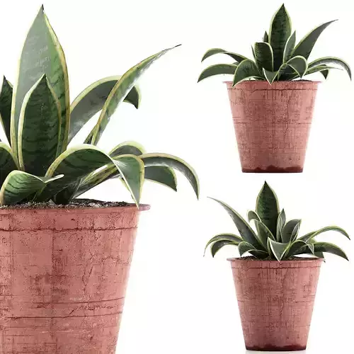Plants Collection 105 3D model
