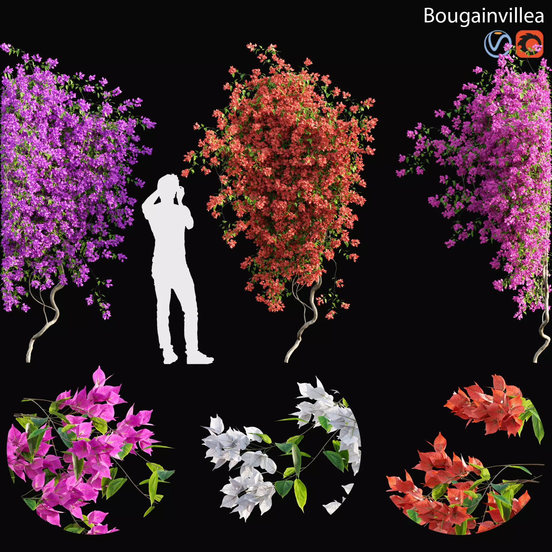 Bougainvillea - 03 3D model