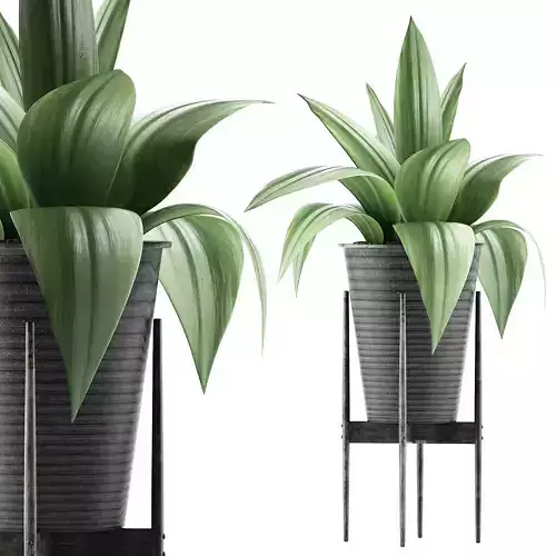 Plants Collection 107 3D model