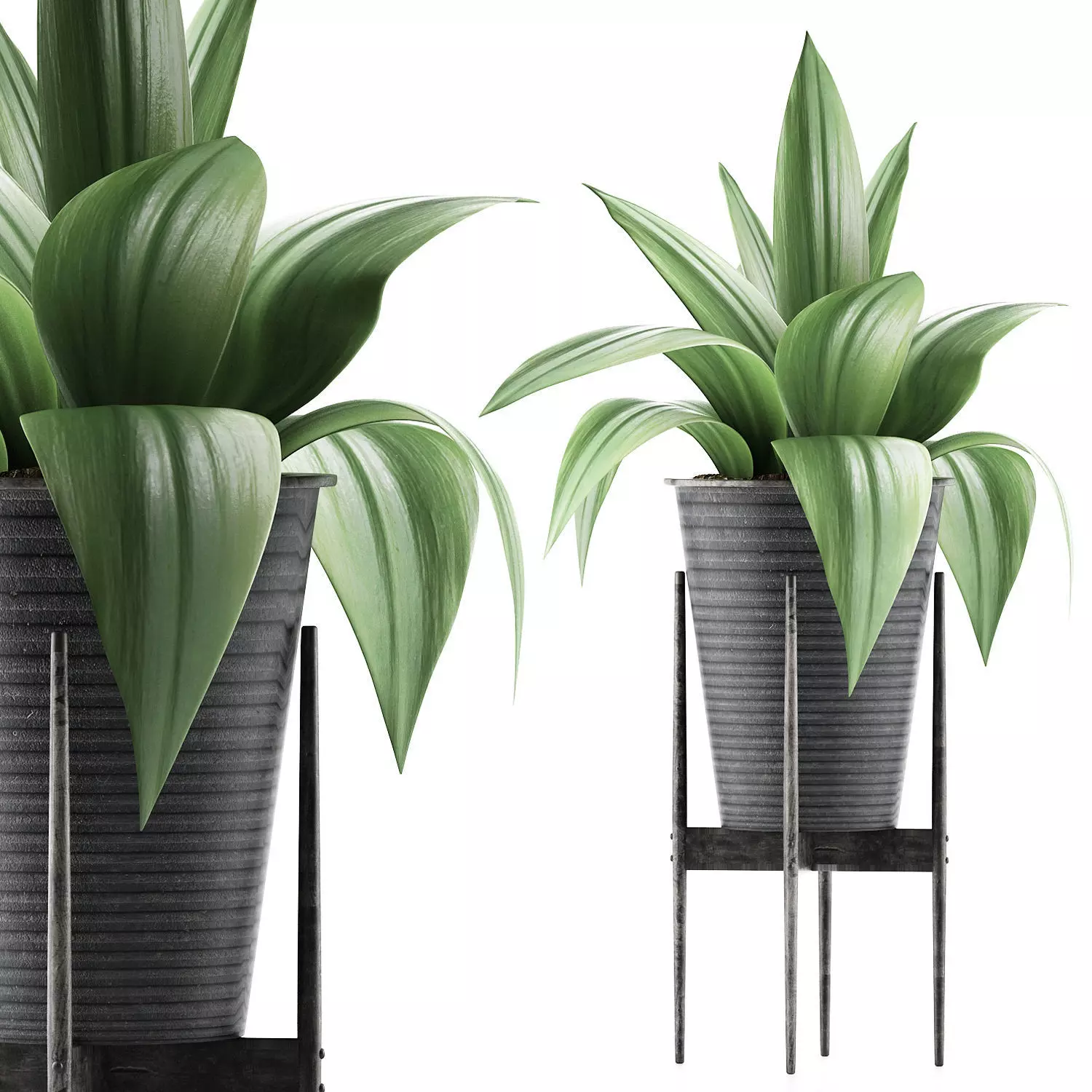 Plants Collection 107 3D model_0