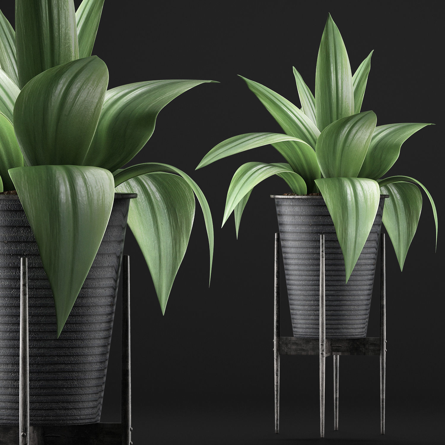 Plants Collection 107 3D model_2