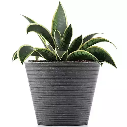 Plants Collection 108 3D model