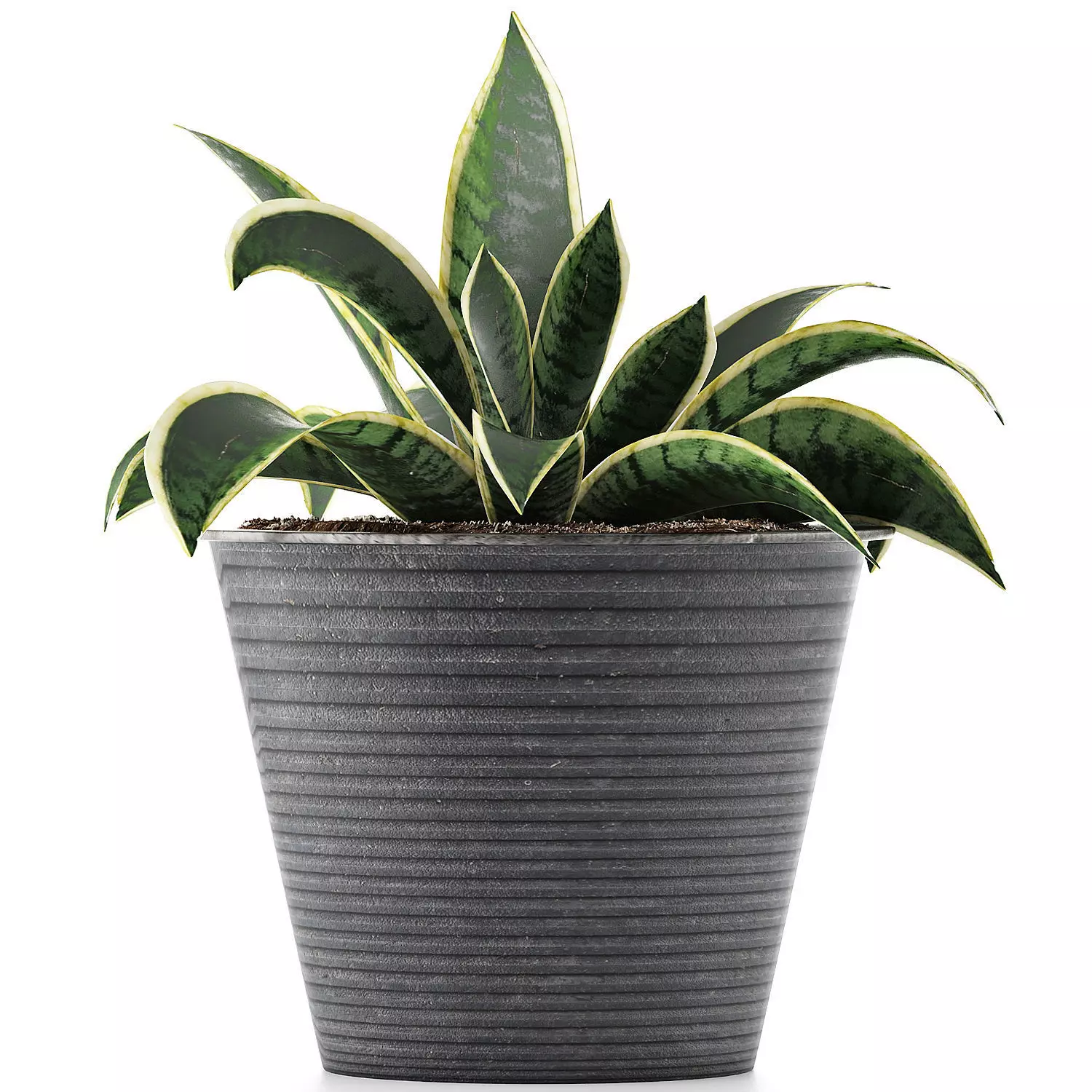 Plants Collection 108 3D model