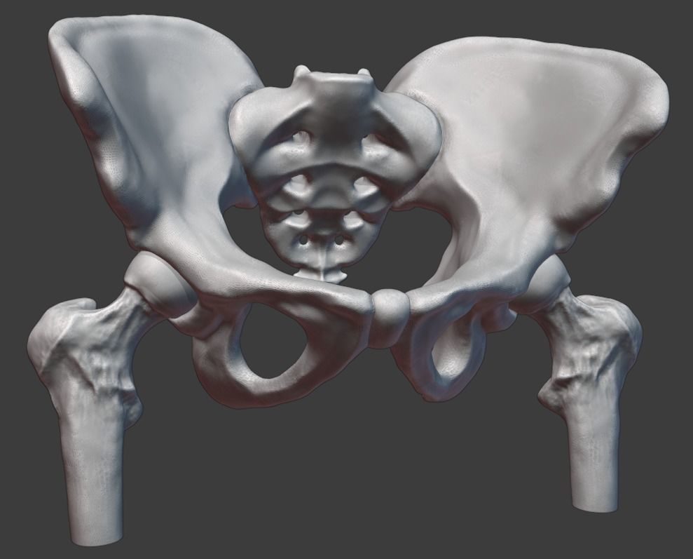 Pelvis and femurs 3D print model_7