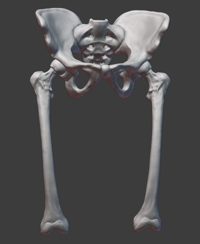 Pelvis and femurs 3D print model_1