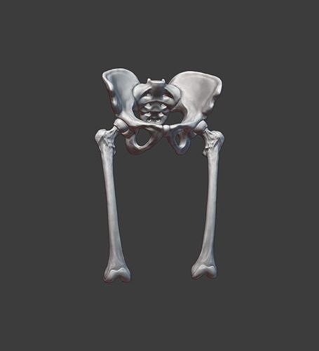 Pelvis and femurs 3D print model