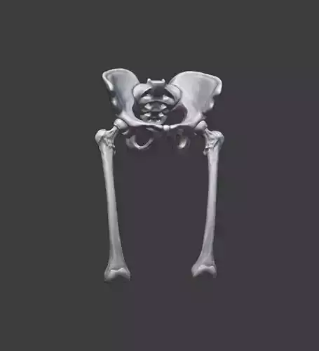 Pelvis and femurs 3D print model