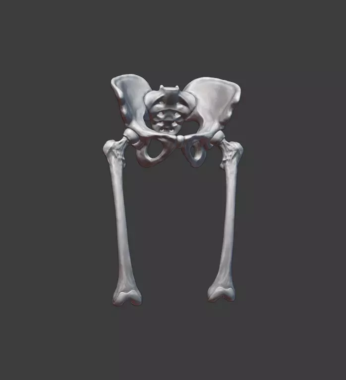 Pelvis and femurs 3D print model_0