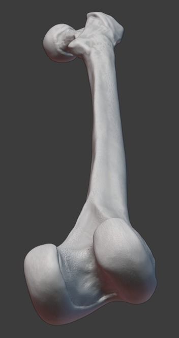 Pelvis and femurs 3D print model_12