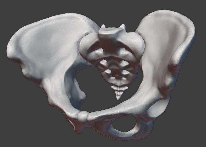 Pelvis and femurs 3D print model_5