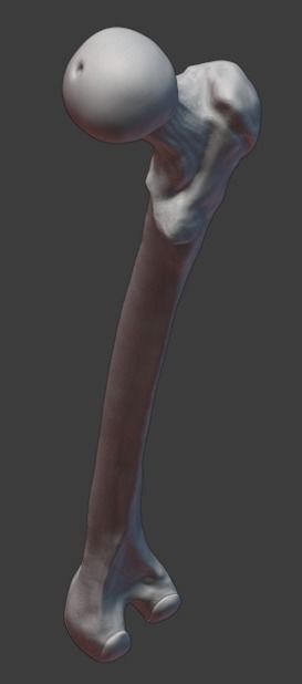 Pelvis and femurs 3D print model_13