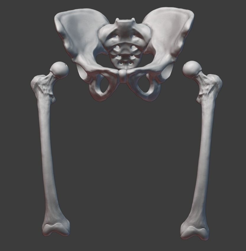 Pelvis and femurs 3D print model_8