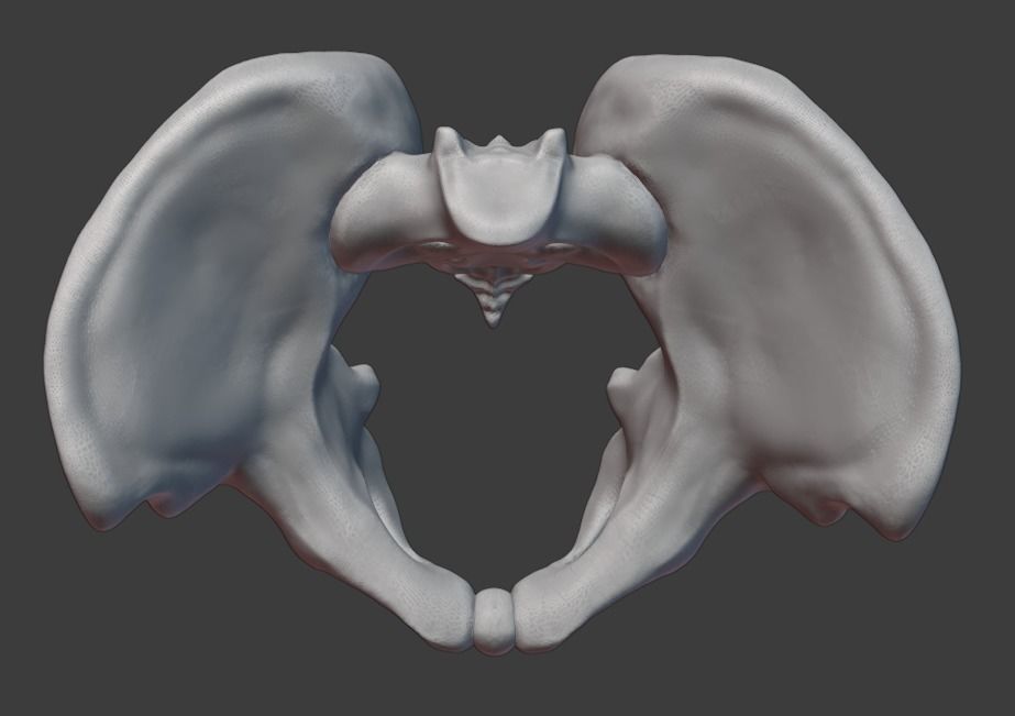 Pelvis and femurs 3D print model_4