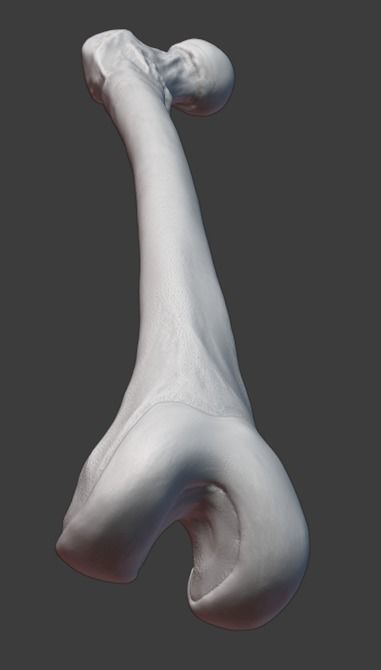 Pelvis and femurs 3D print model_11