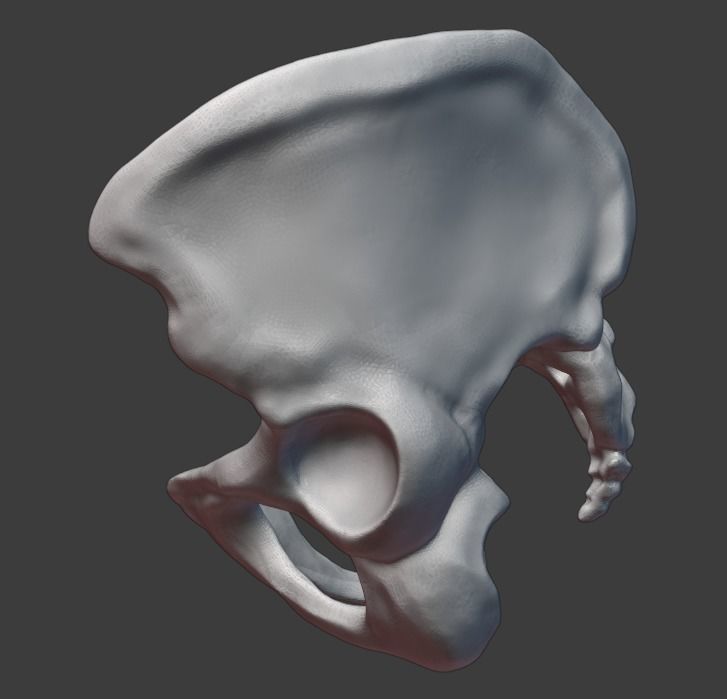 Pelvis and femurs 3D print model_3