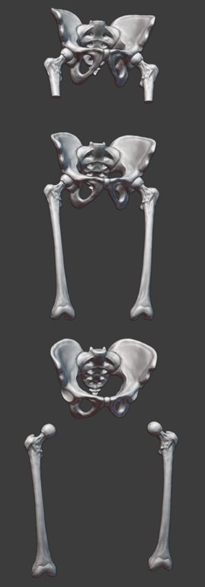 Pelvis and femurs 3D print model_6