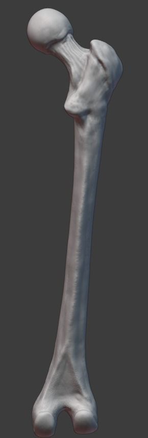 Pelvis and femurs 3D print model_10