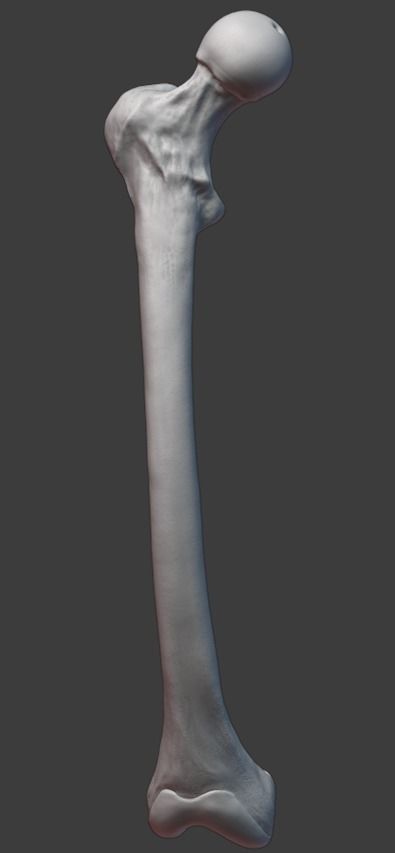 Pelvis and femurs 3D print model_9