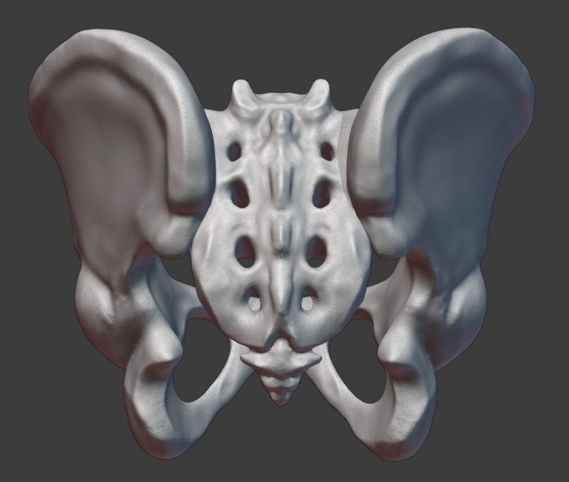 Pelvis and femurs 3D print model_2