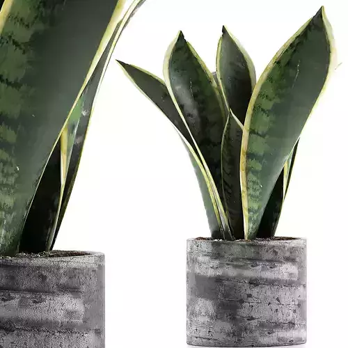Plants Collection 111 3D model