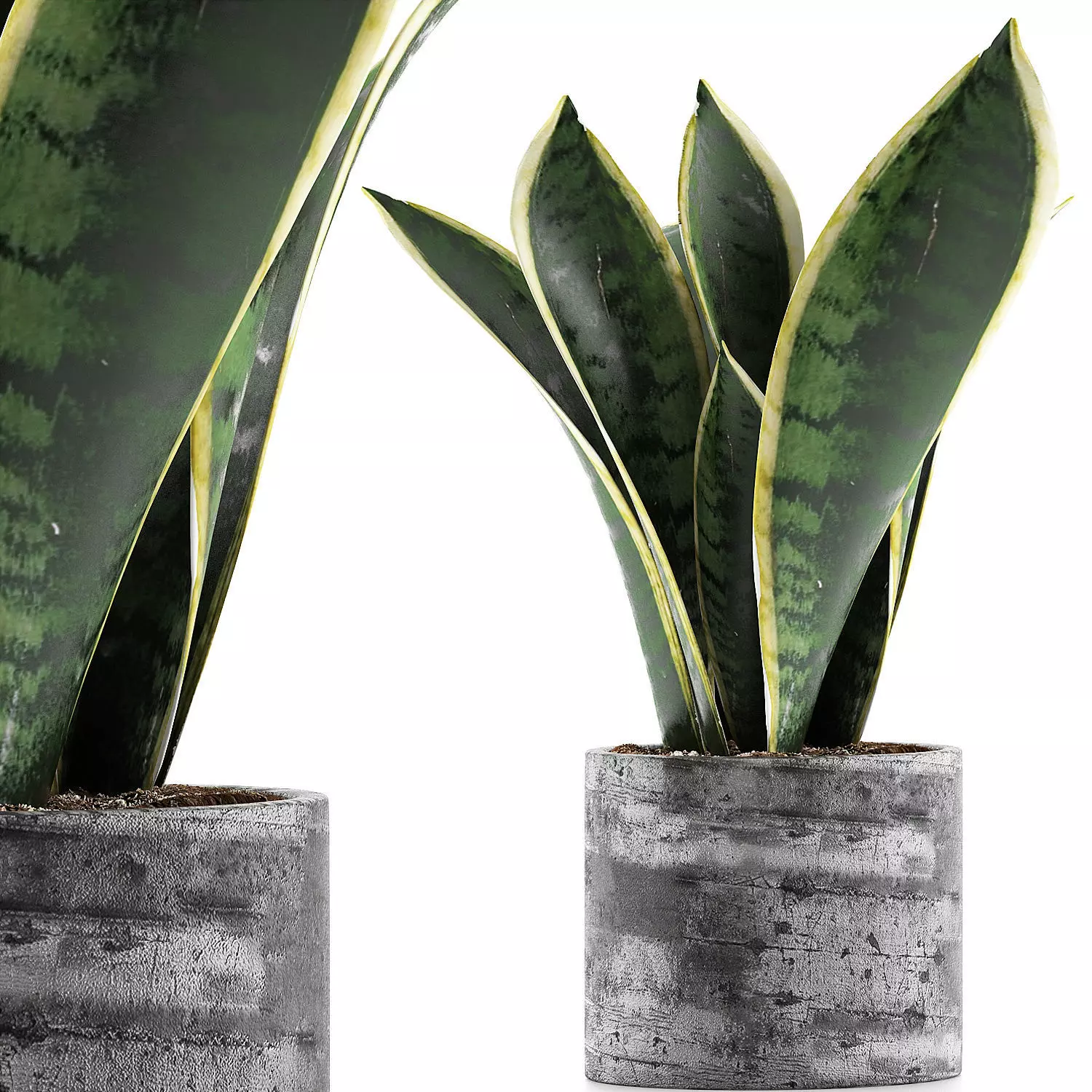 Plants Collection 111 3D model