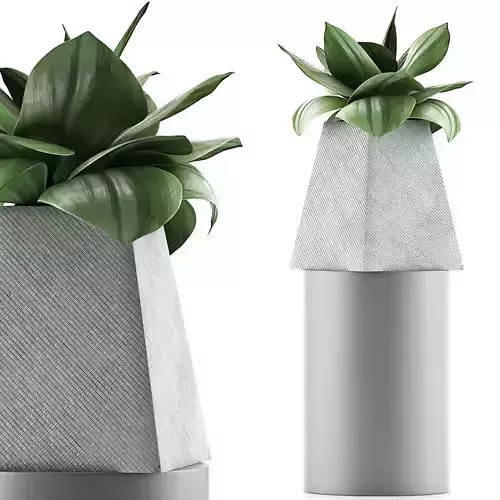 Plants Collection 112 3D model