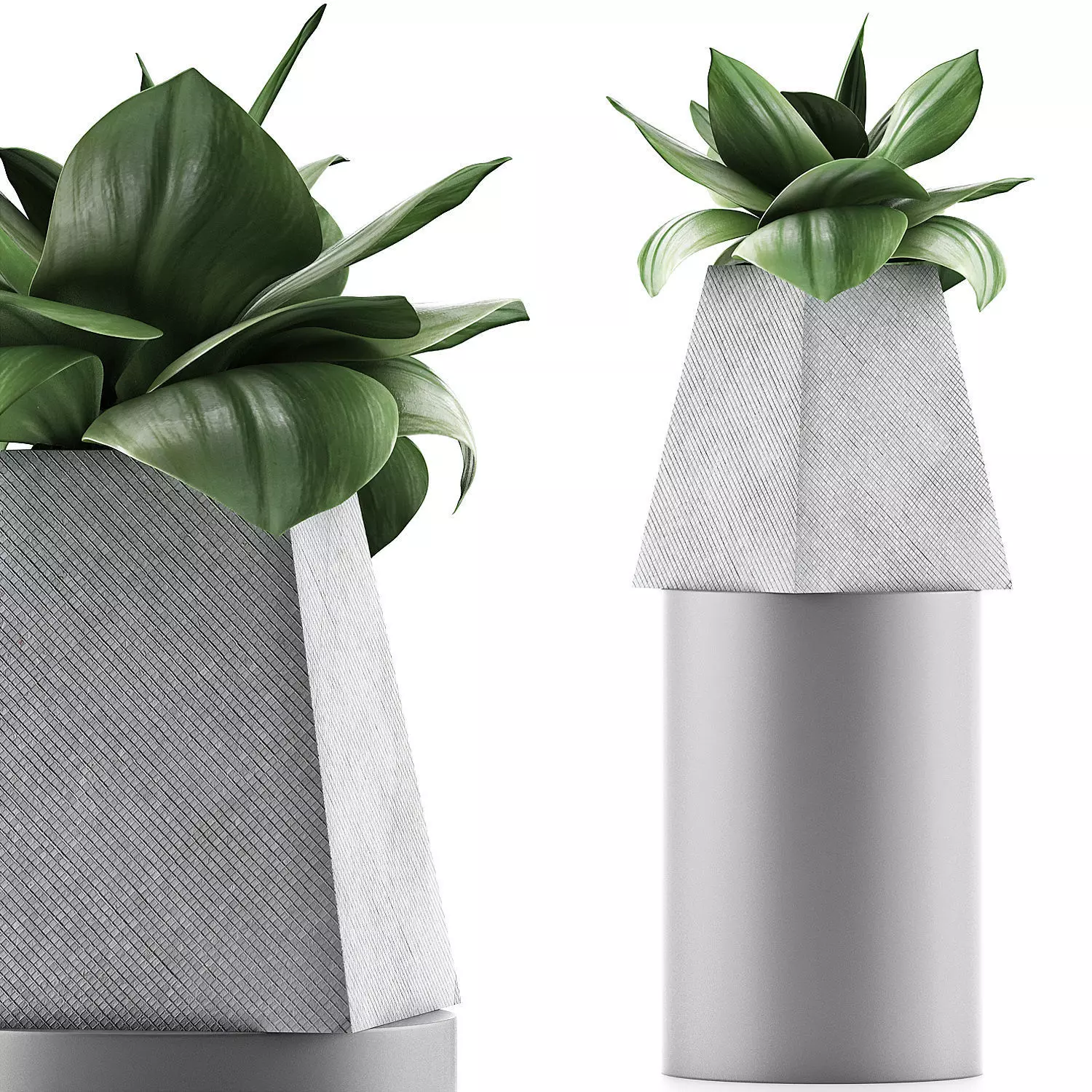 Plants Collection 112 3D model