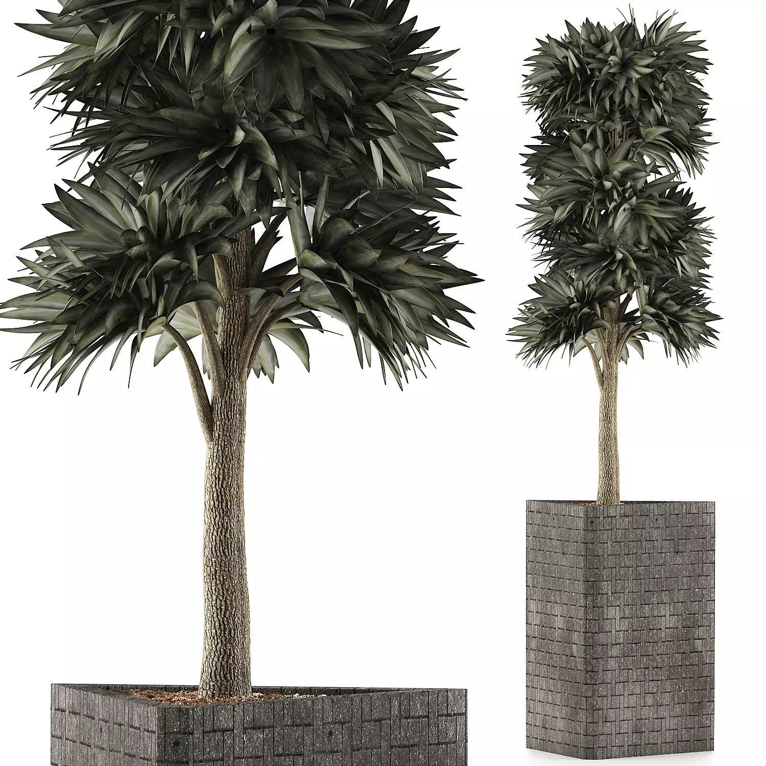 Plants Collection 113 3D model