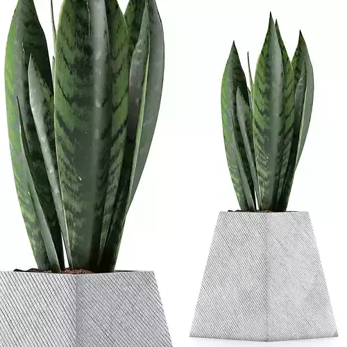 Plants Collection 114 3D model