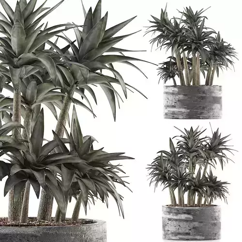 Plants Collection 116 3D model