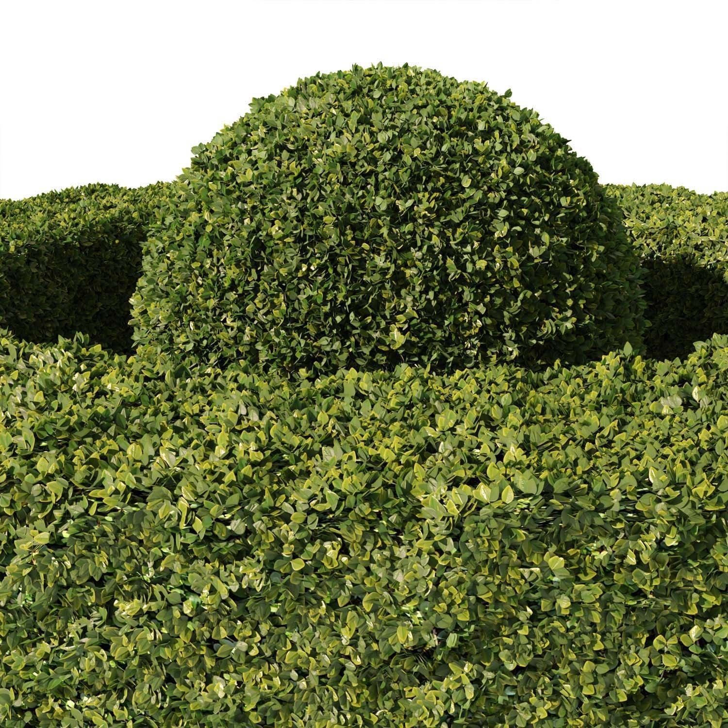 Buxus Sempervirens 01 3D model_3