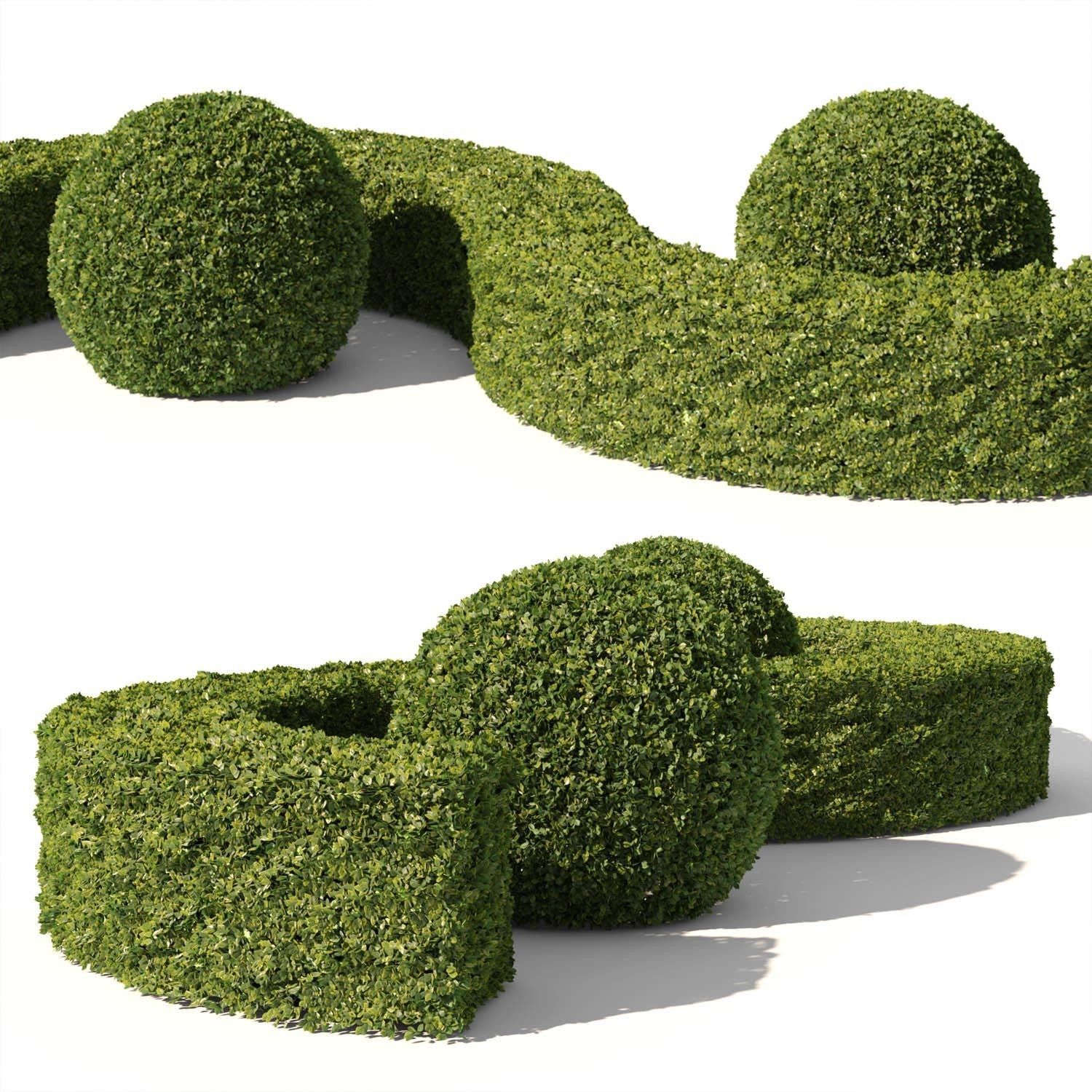 Buxus Sempervirens 01 3D model_2