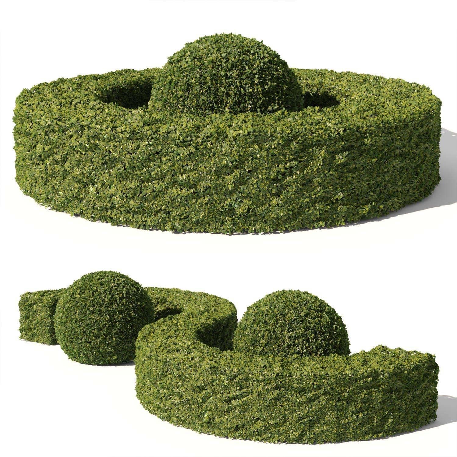 Buxus Sempervirens 01 3D model_1