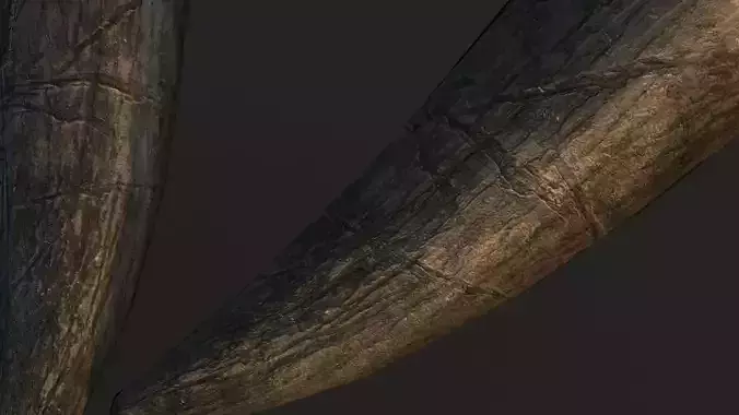 Tree  PBR Really  Texture