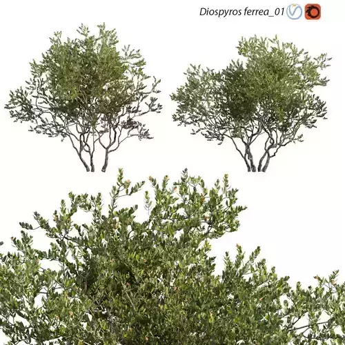 Diospyros ferrea 01