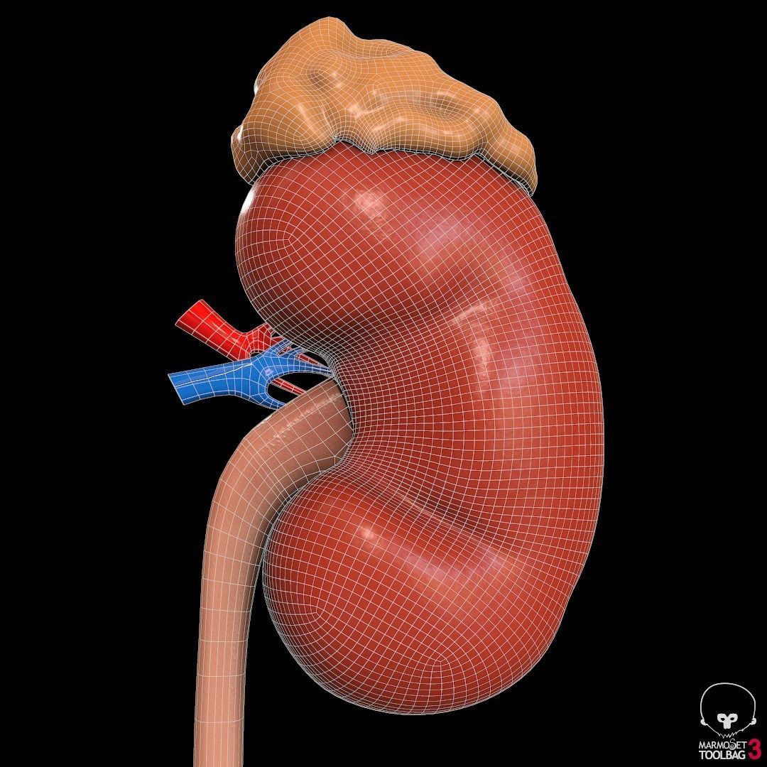 Detailed kidney Cross-section Pbr 3D model_6
