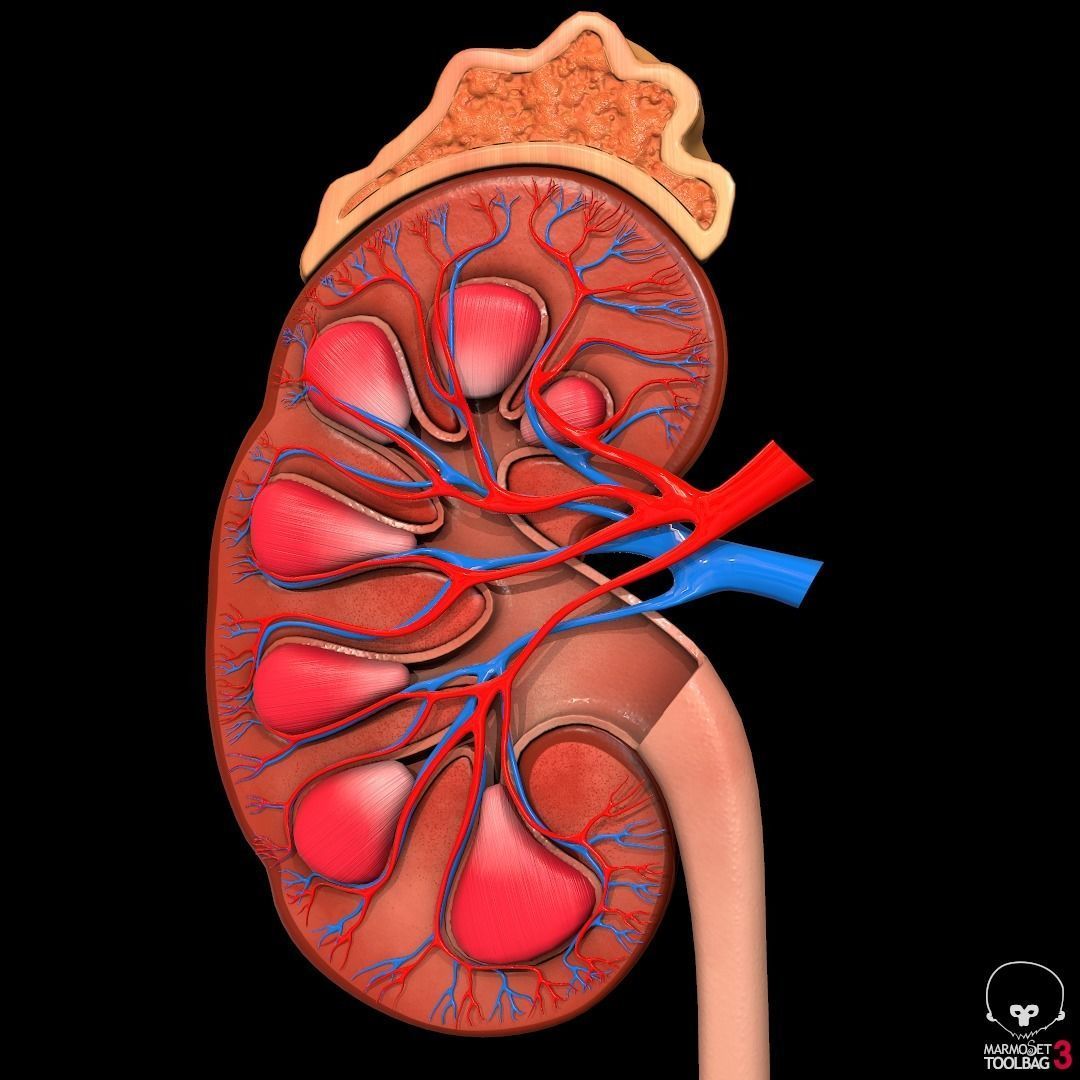 Detailed kidney Cross-section Pbr 3D model_4