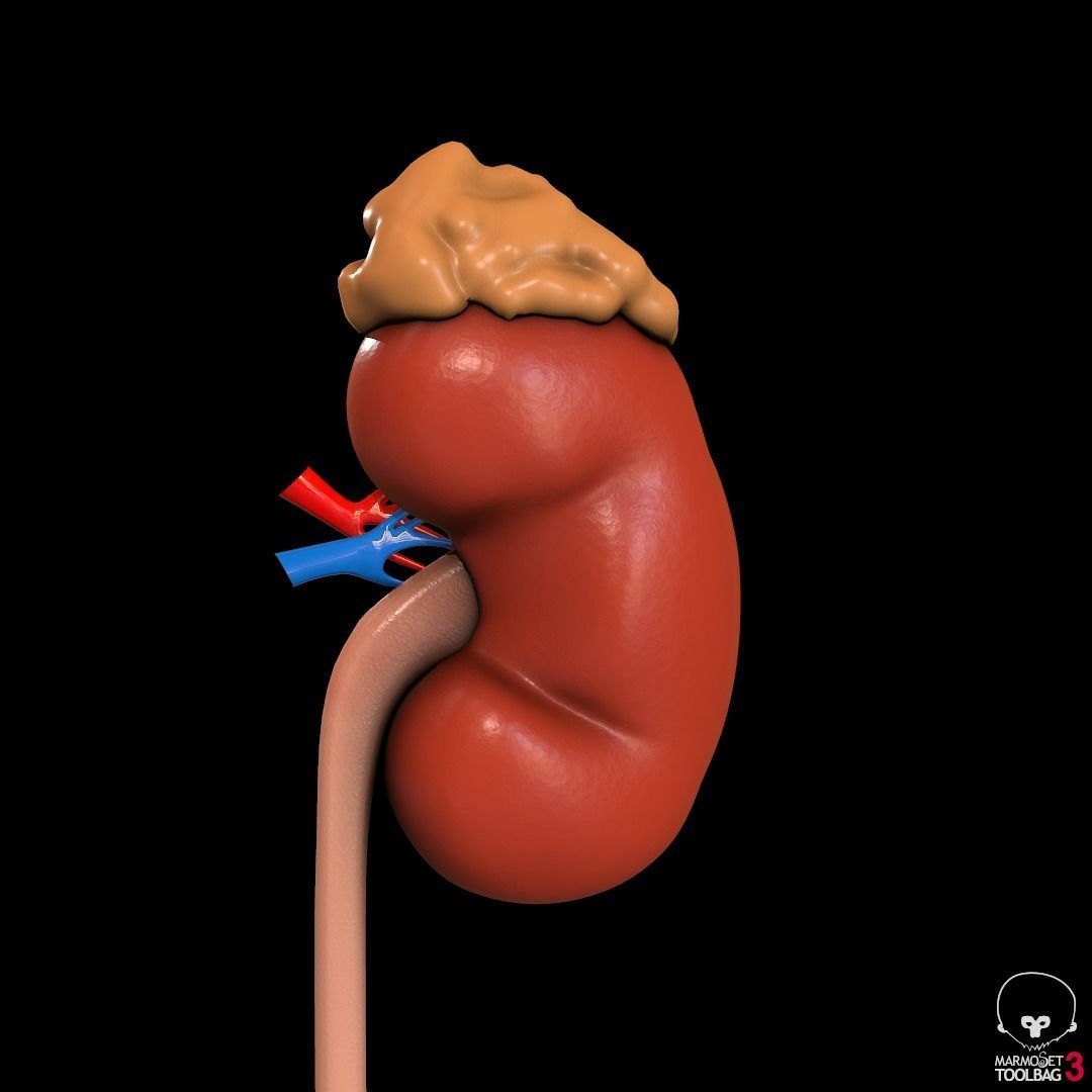 Detailed kidney Cross-section Pbr 3D model_2