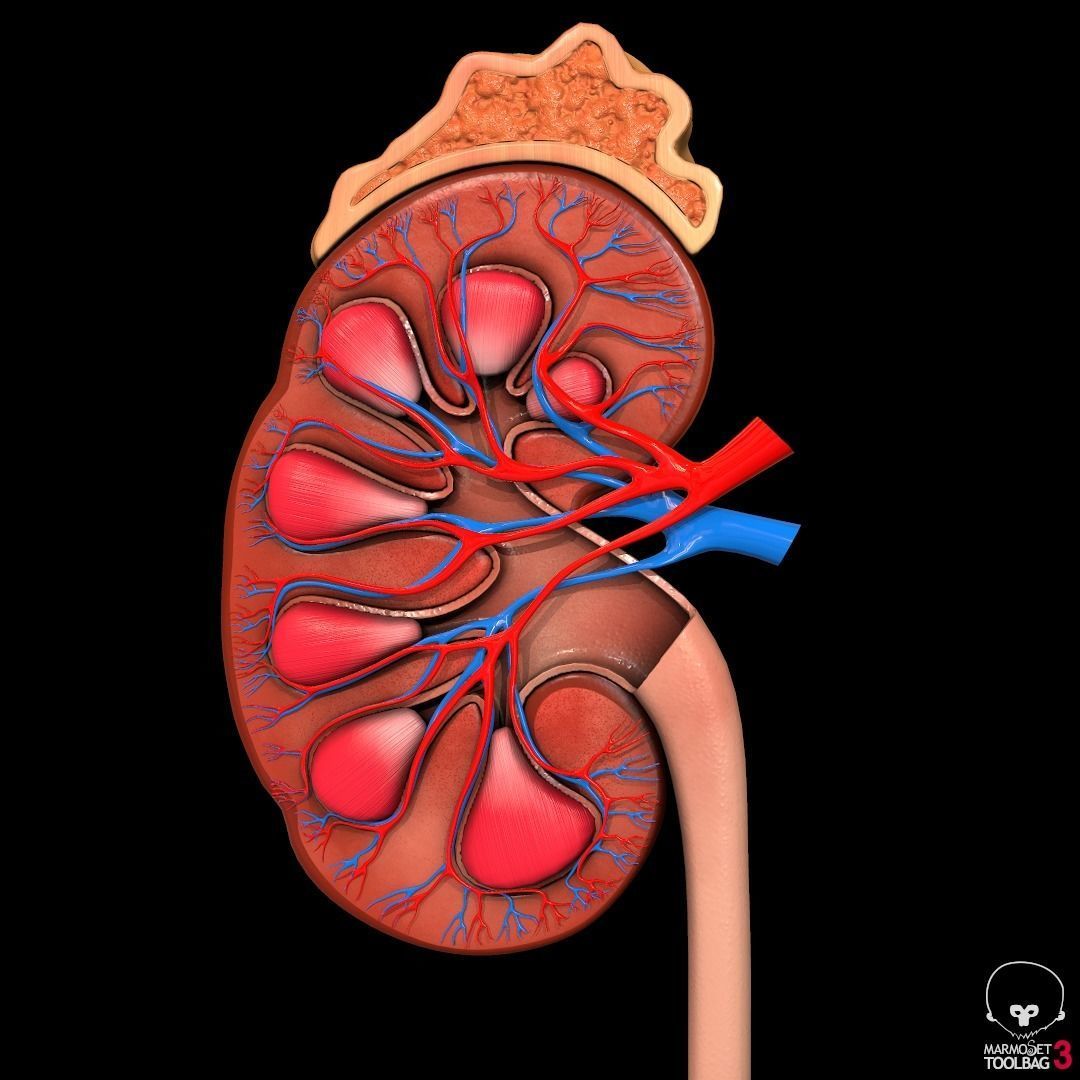 Detailed kidney Cross-section Pbr 3D model_3